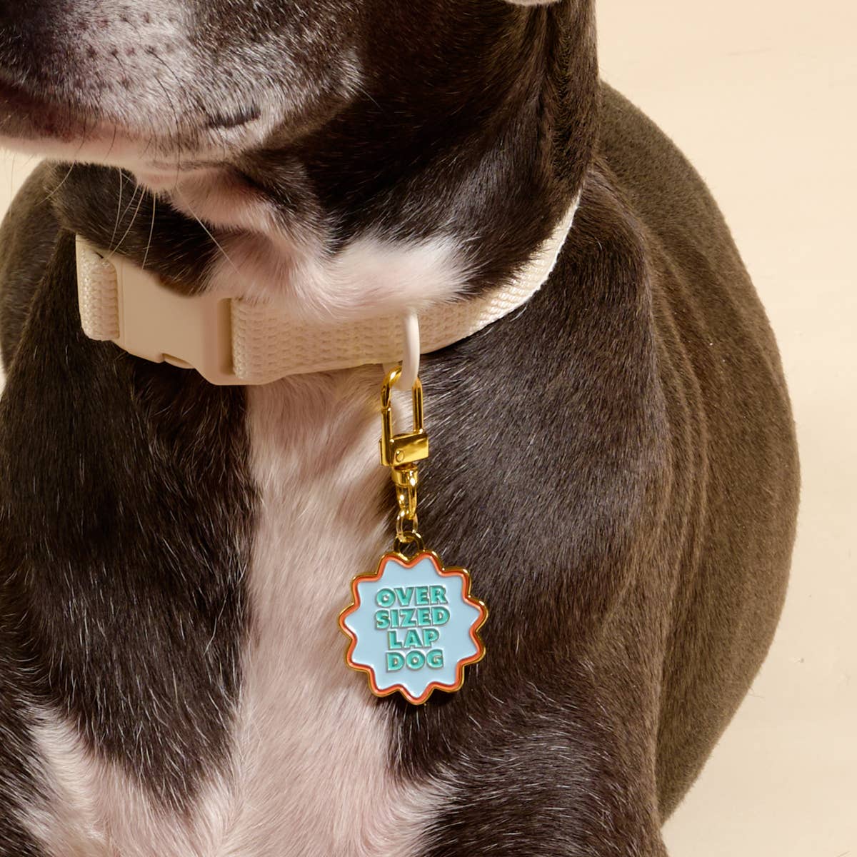 Pawfect Collar Charm–Oversized Lap Dog